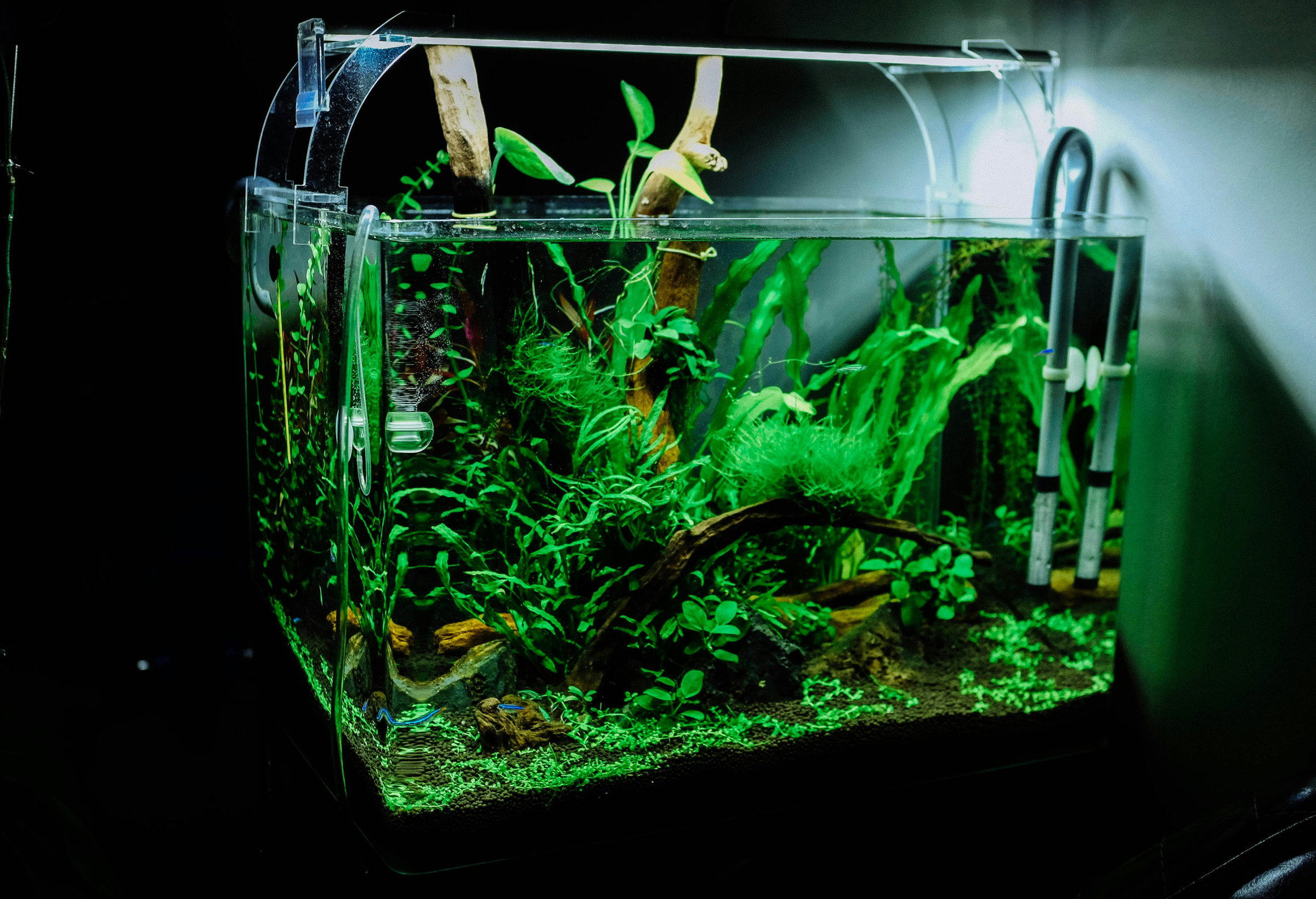 aquarium design