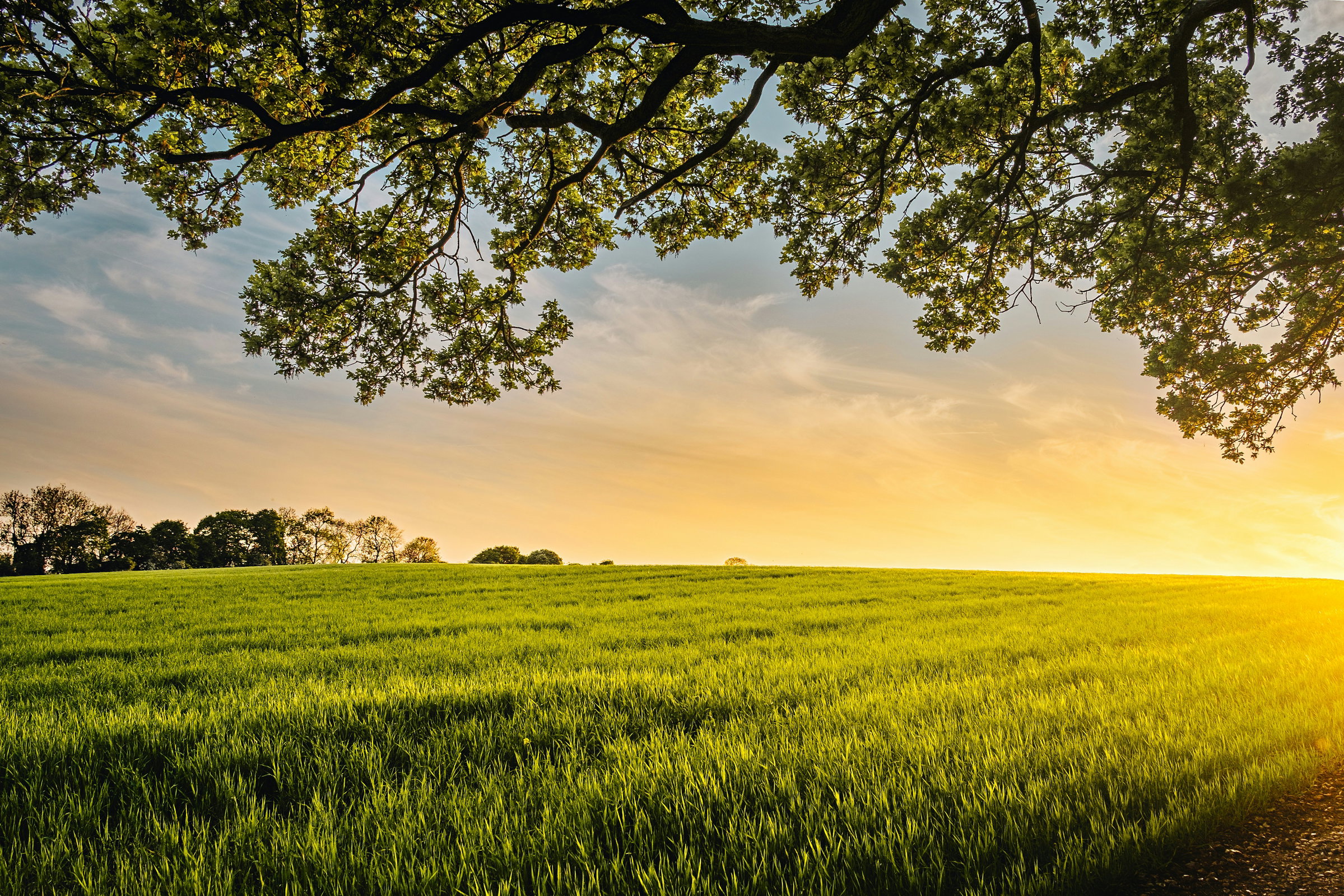 green landscape
