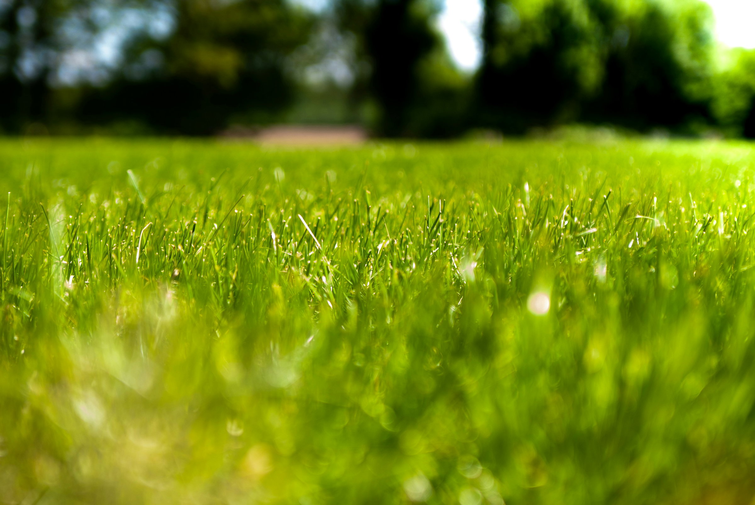 green lawn
