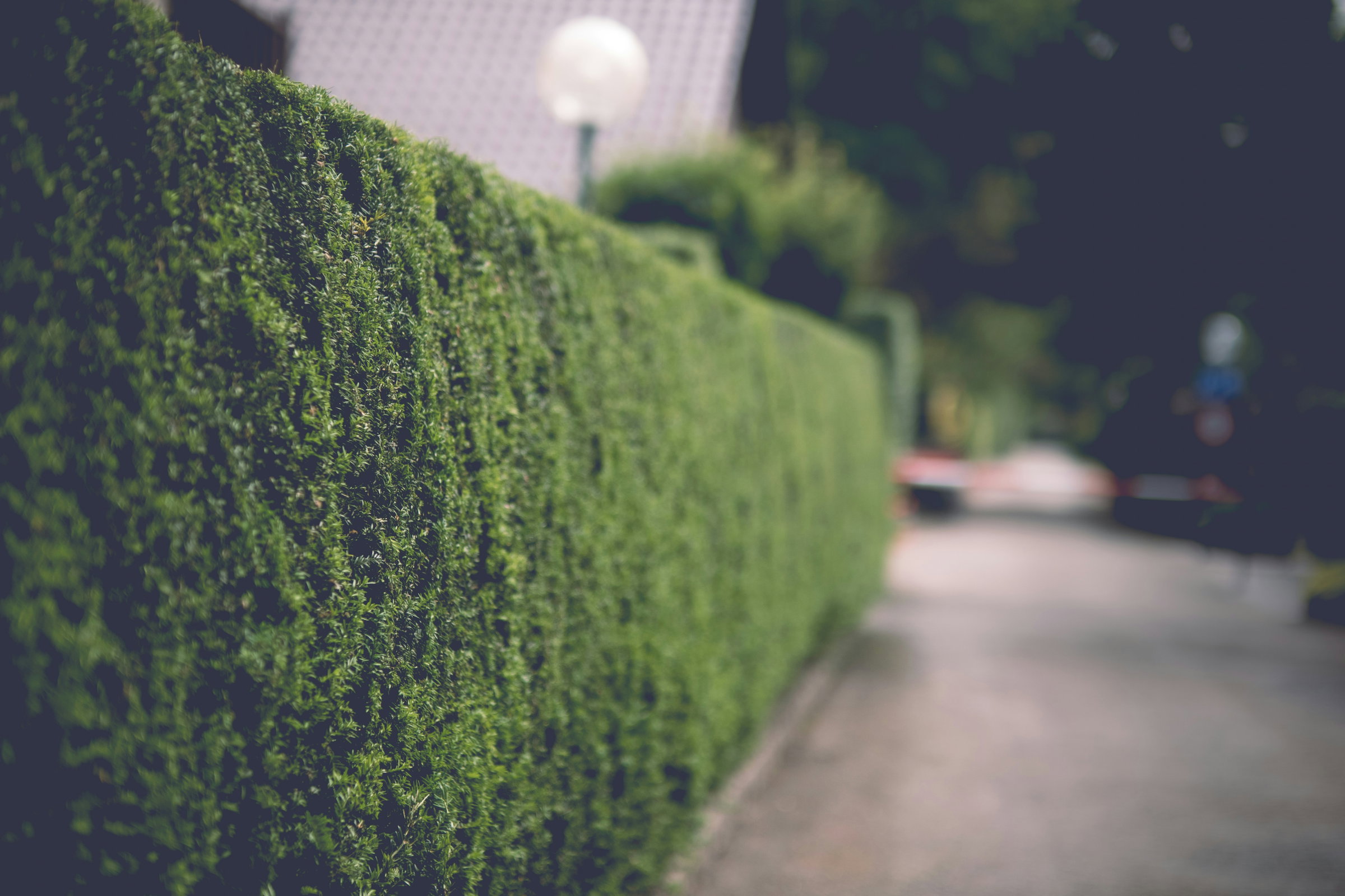 trimmed hedge