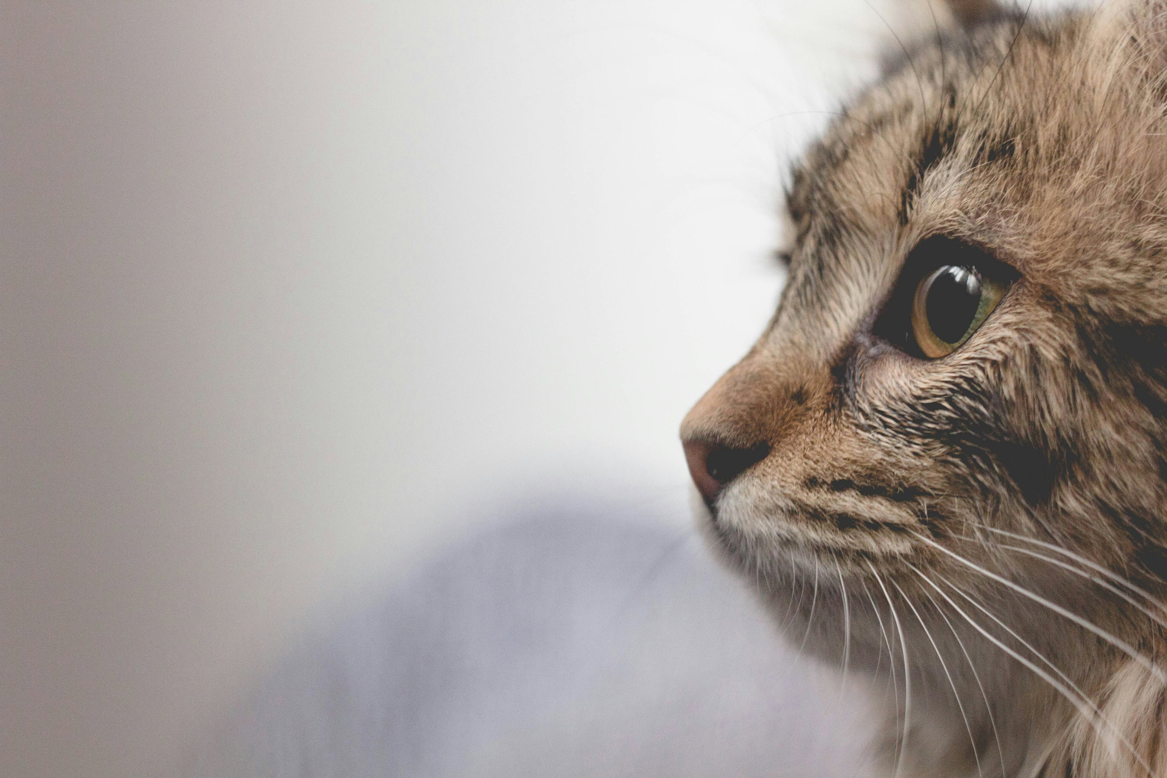 cat treatment