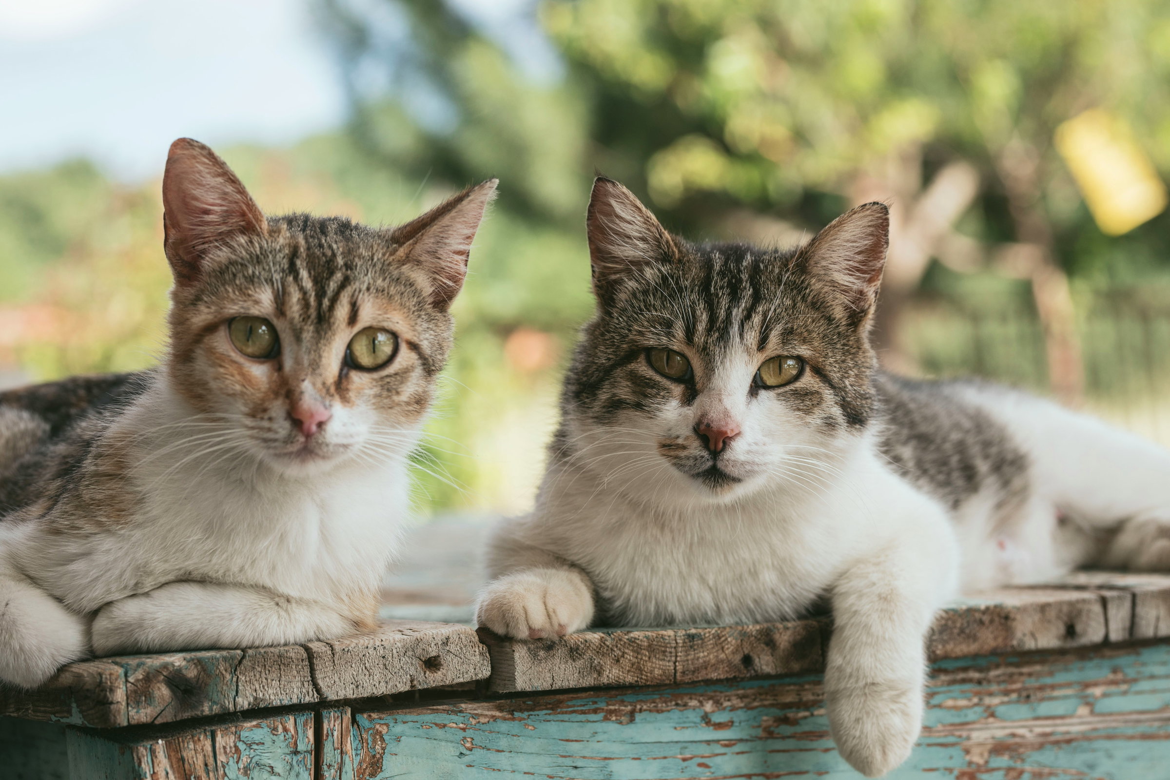 cat rescue