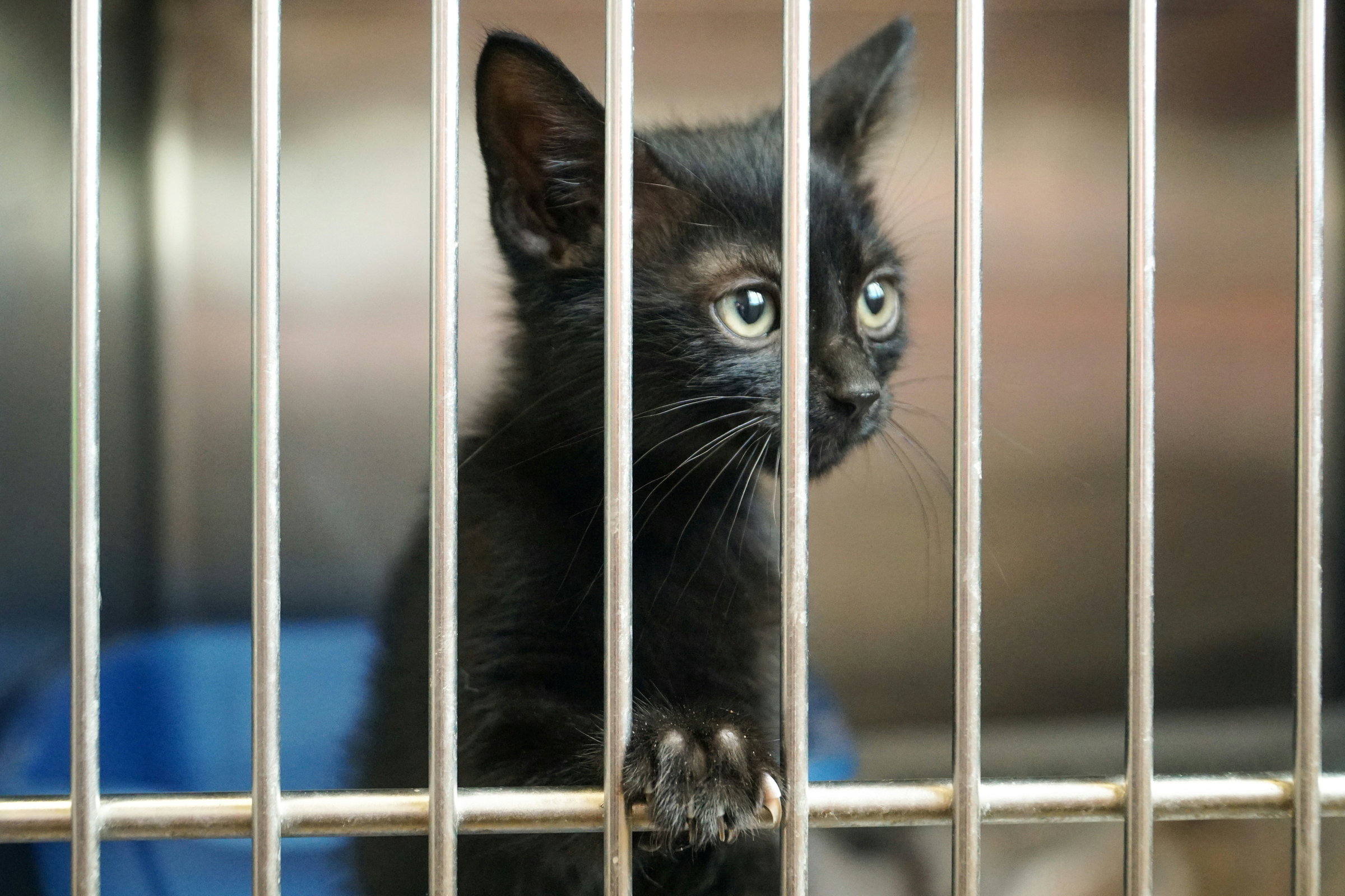 rescue cats