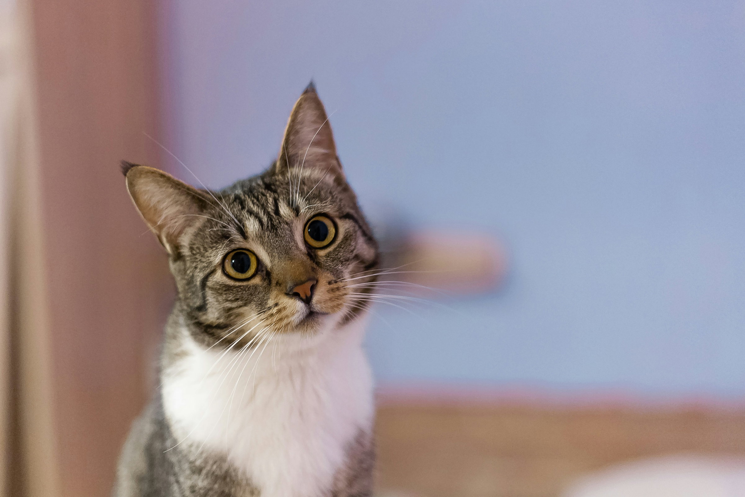 cat sanctuary