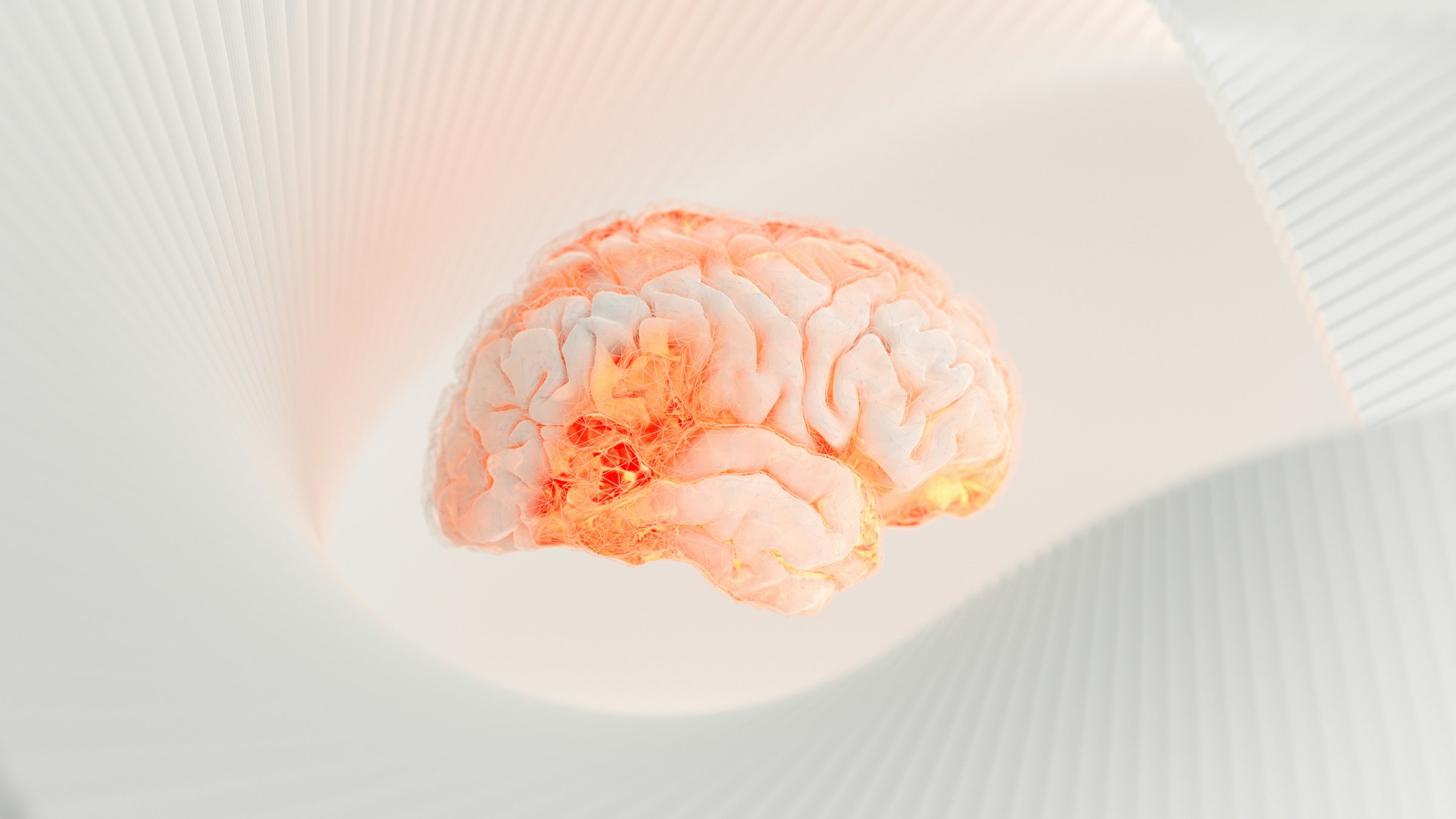 brain evolution