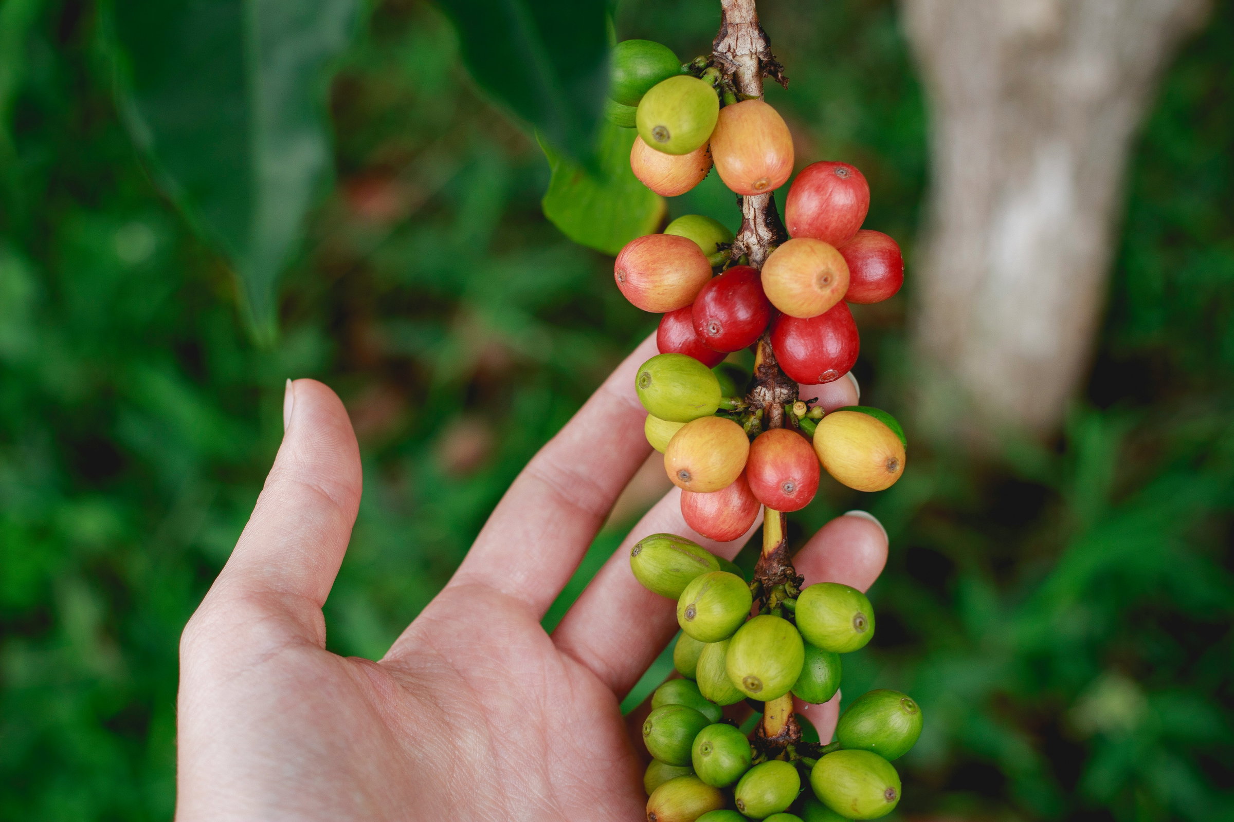 coffee harvest