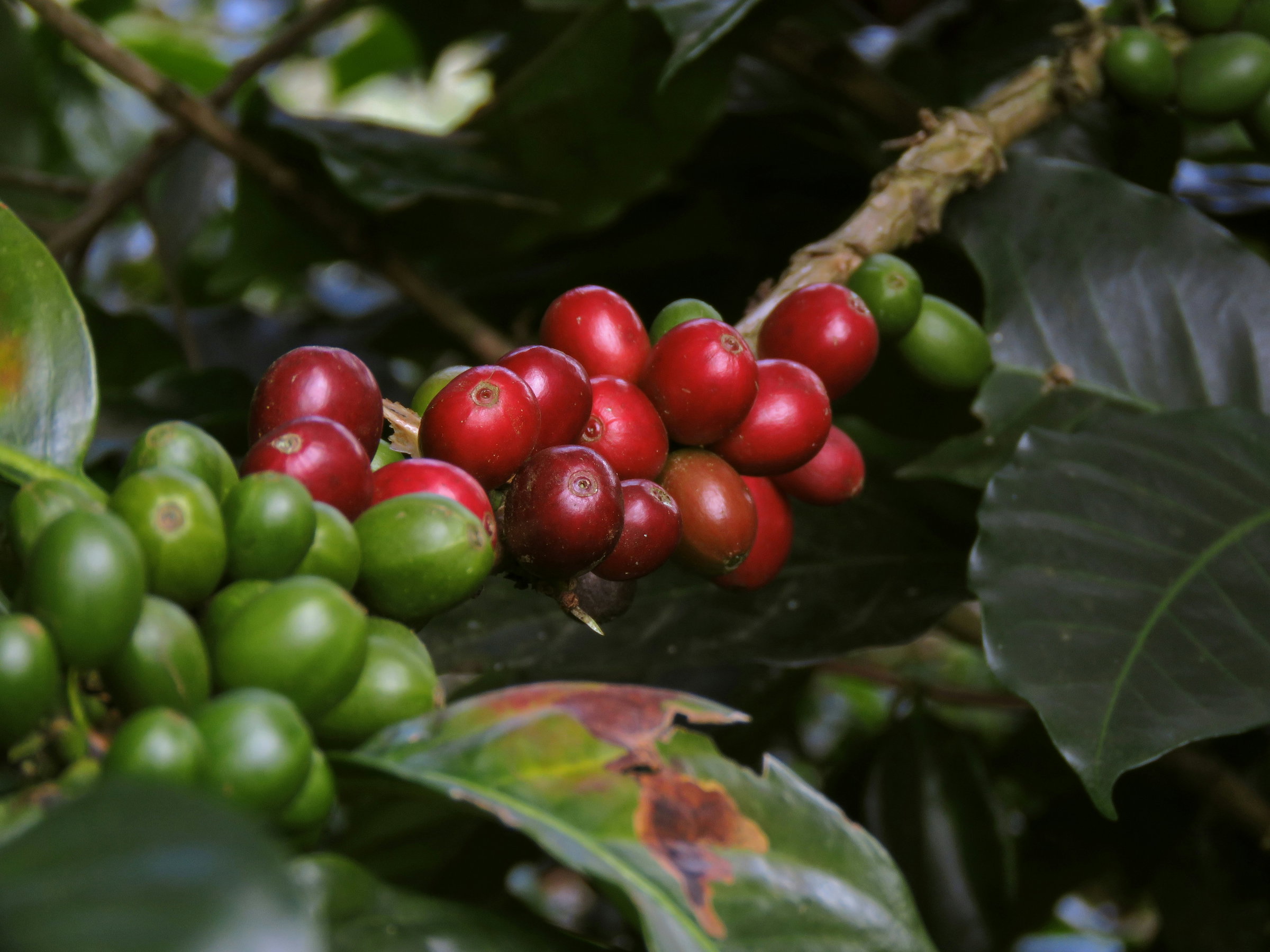 coffee harvest