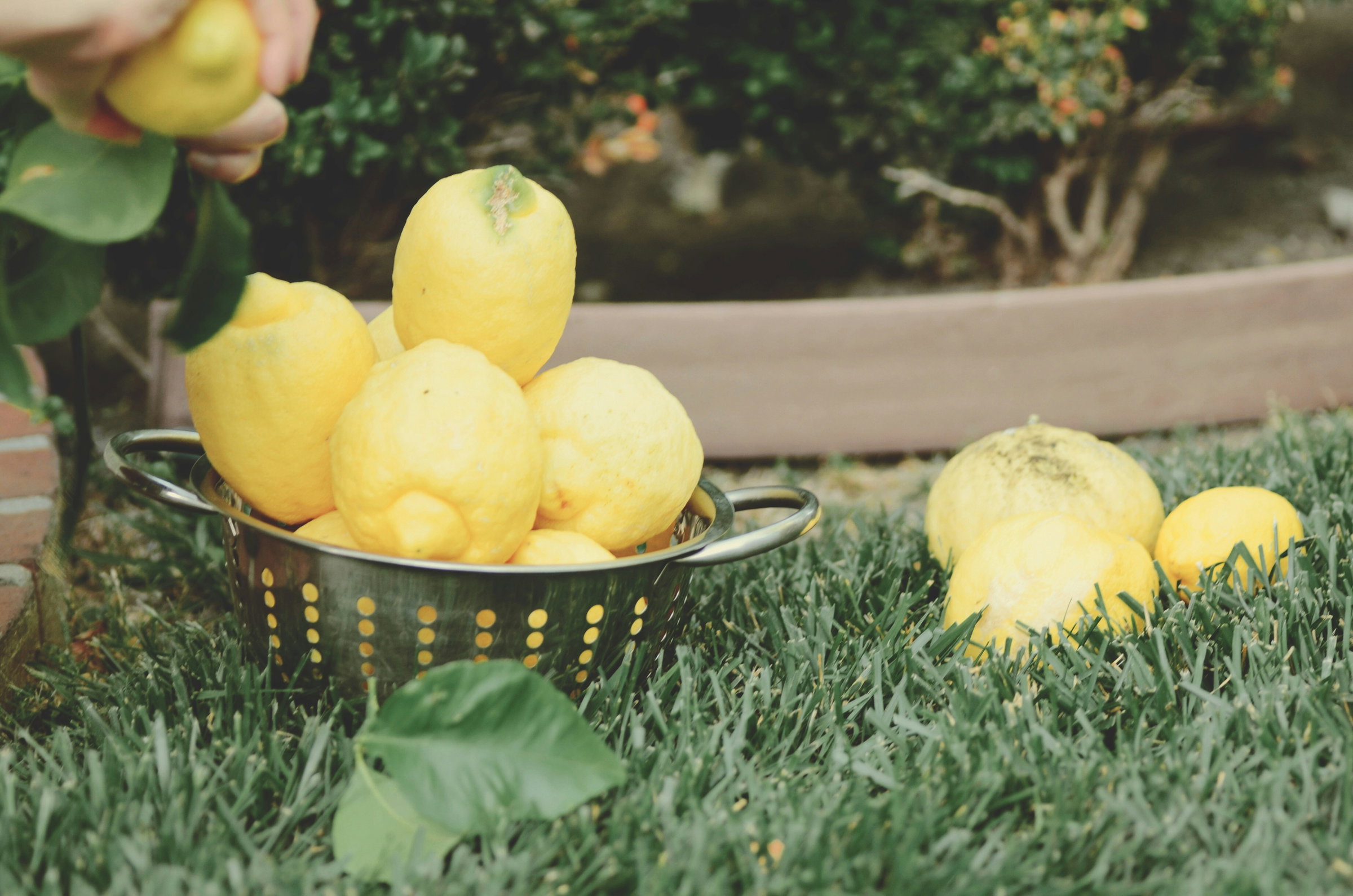 lemon zest