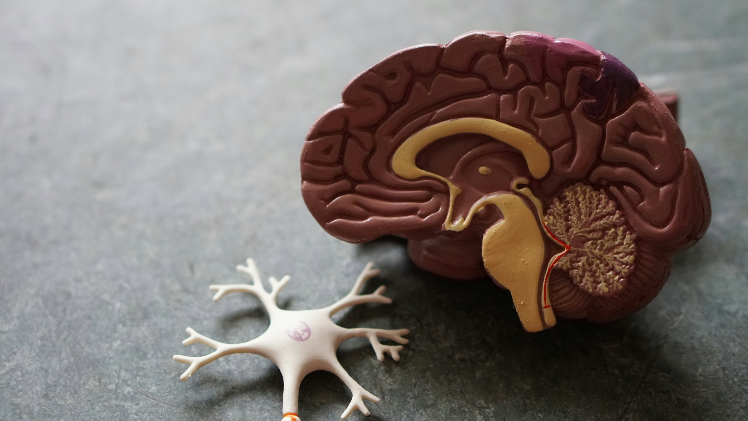 nervous system