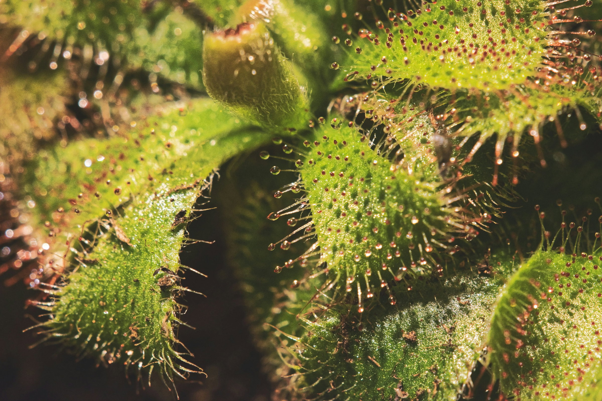 carnivorous plants