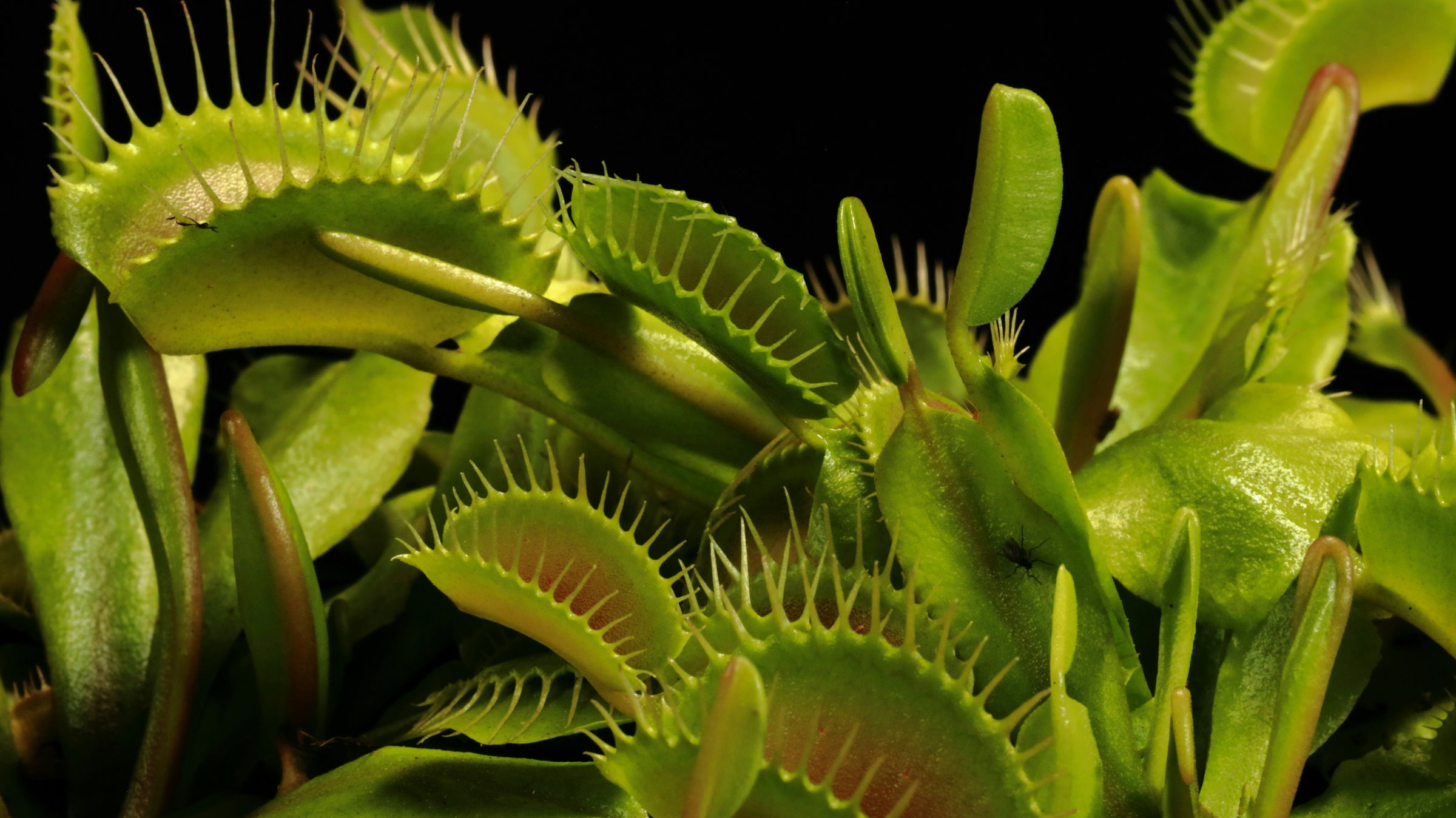 Venus Flytrap - It Moves In Mysterious Ways