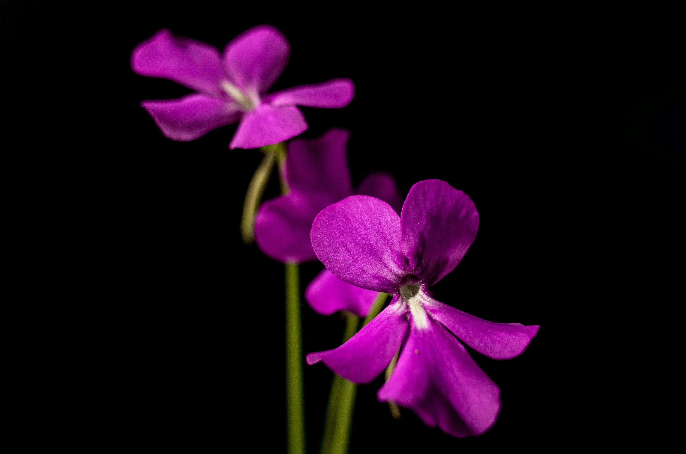 Pinguicula Butterwort