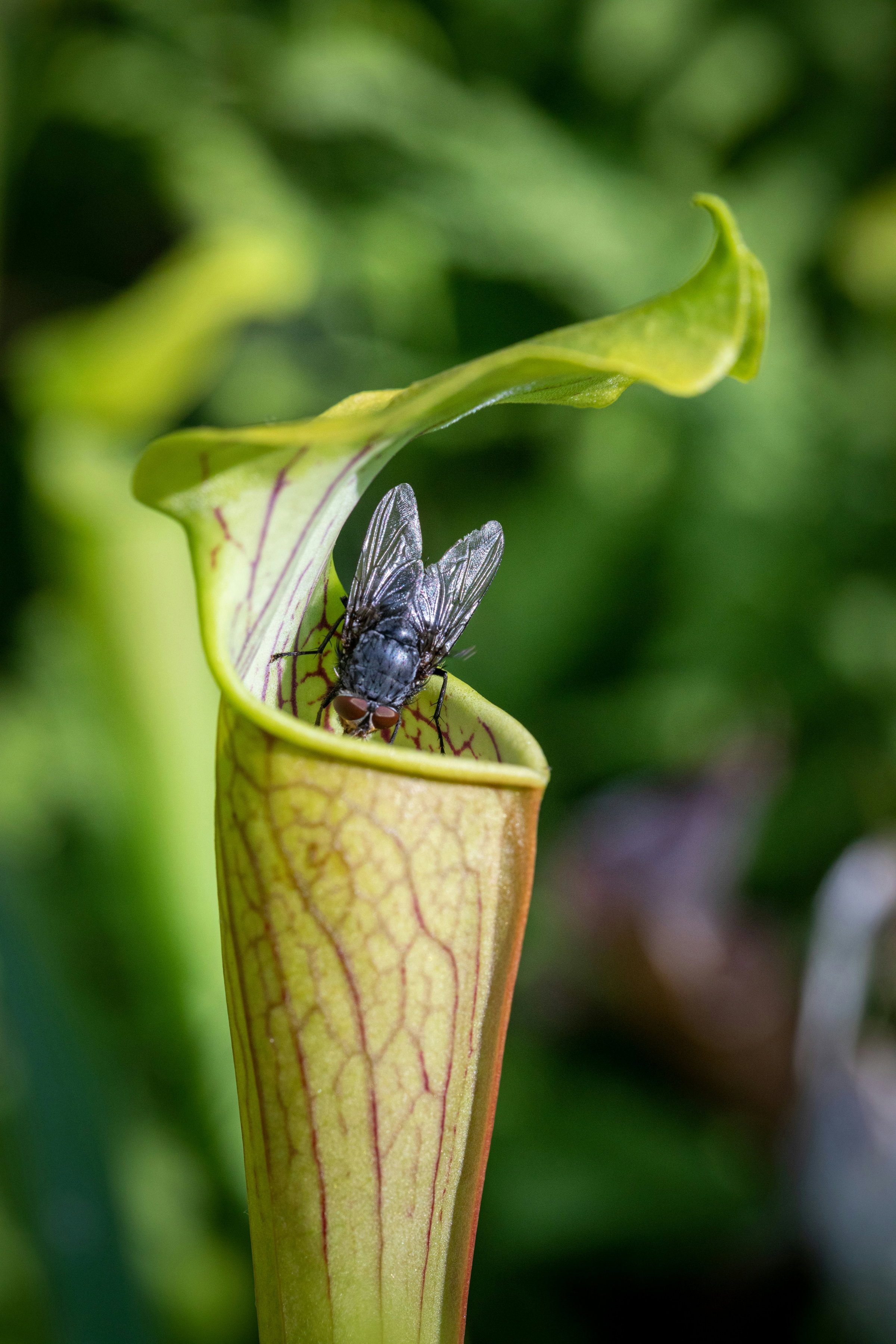 carnivorous plants