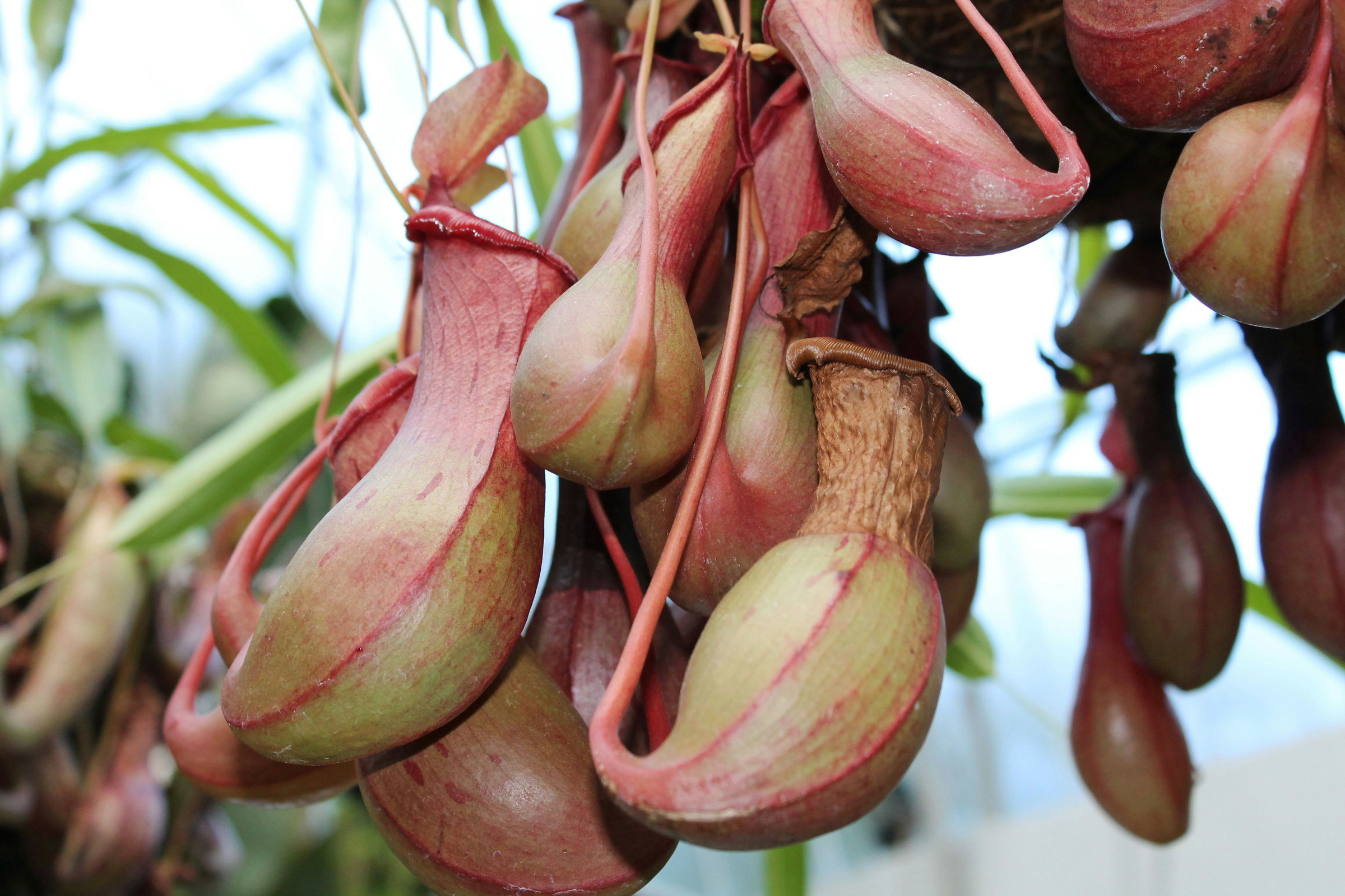 Pitcher Plant Collection - Limited Stock