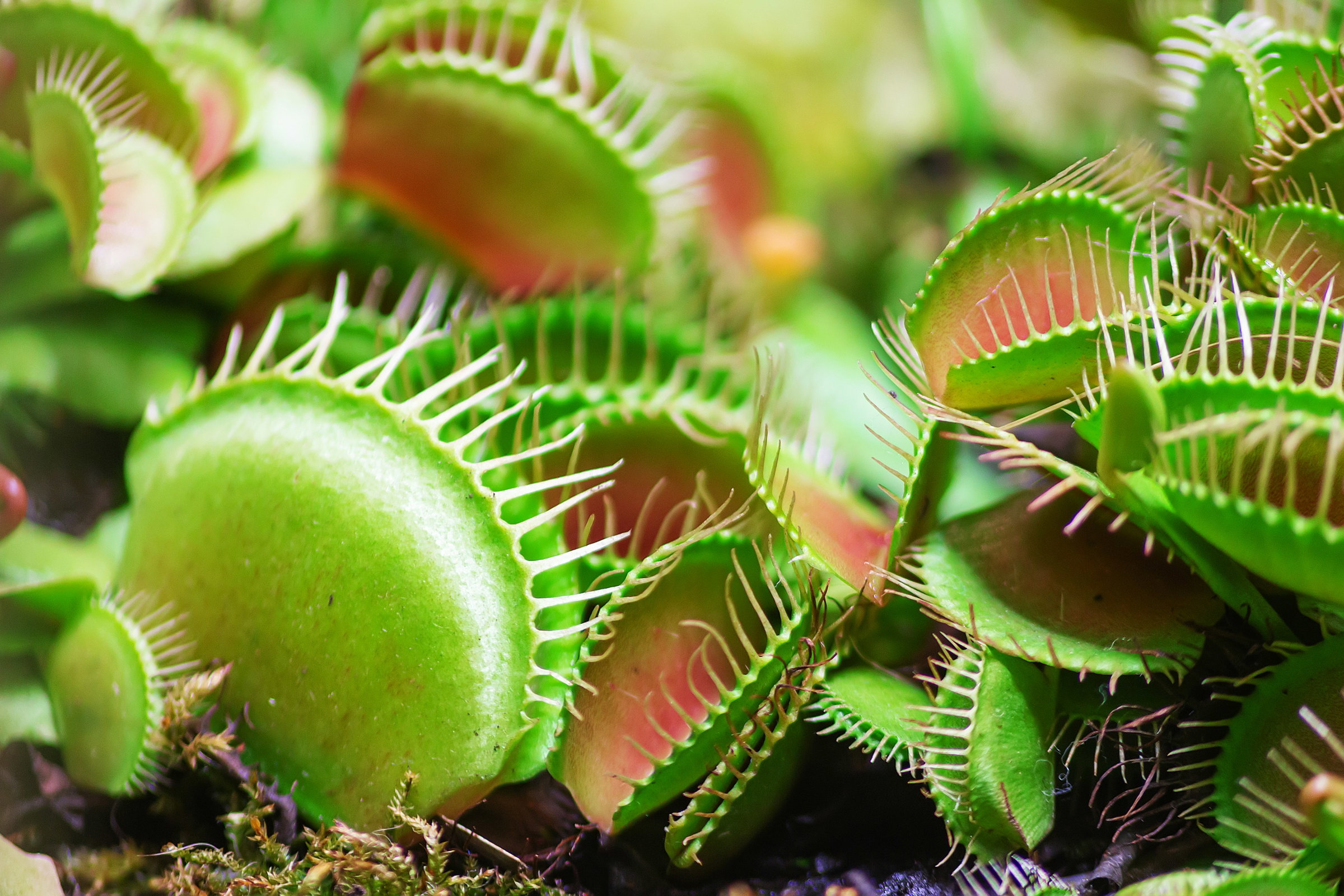 Drosera Sundew