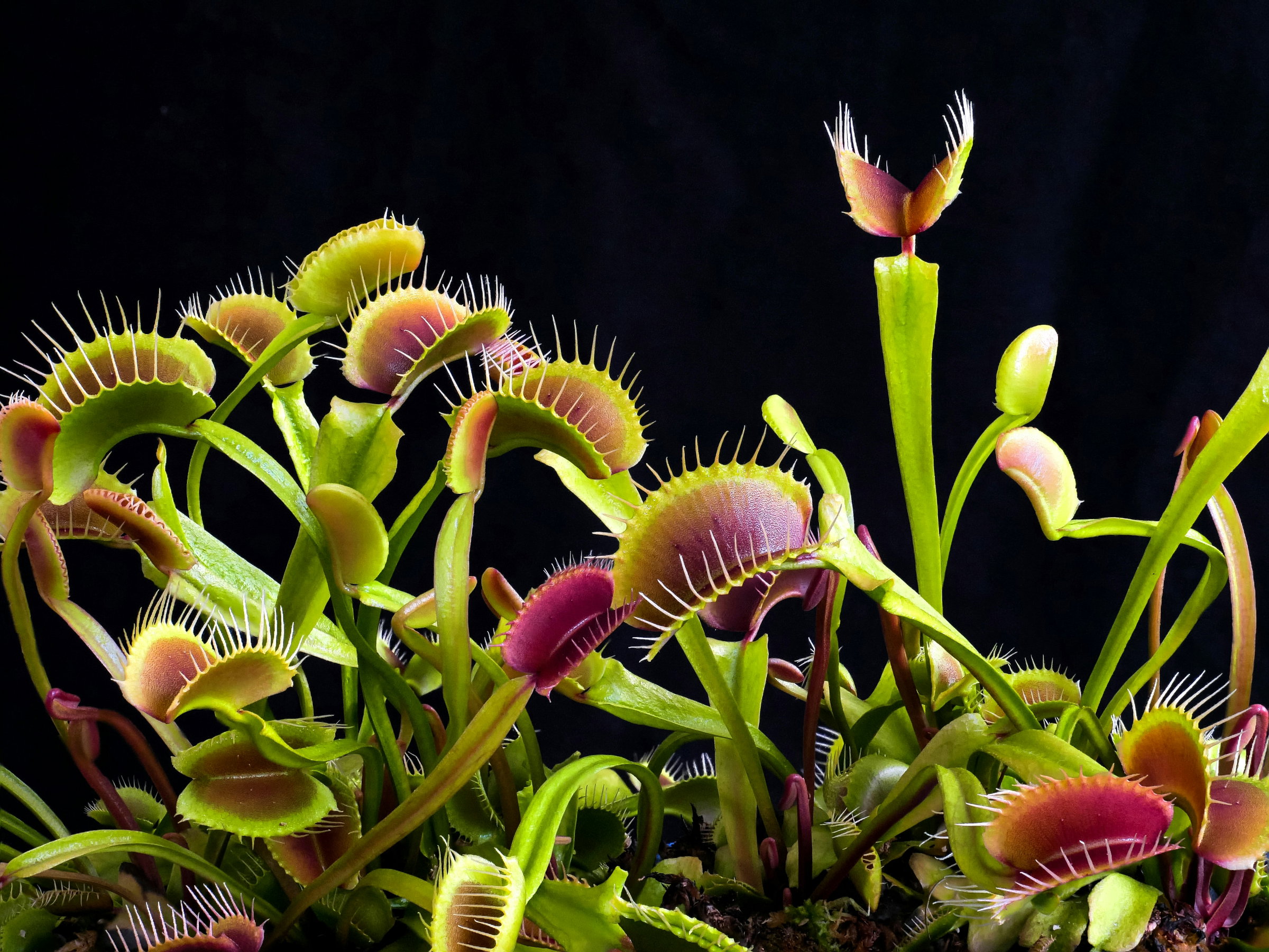 Venus Fly Trap