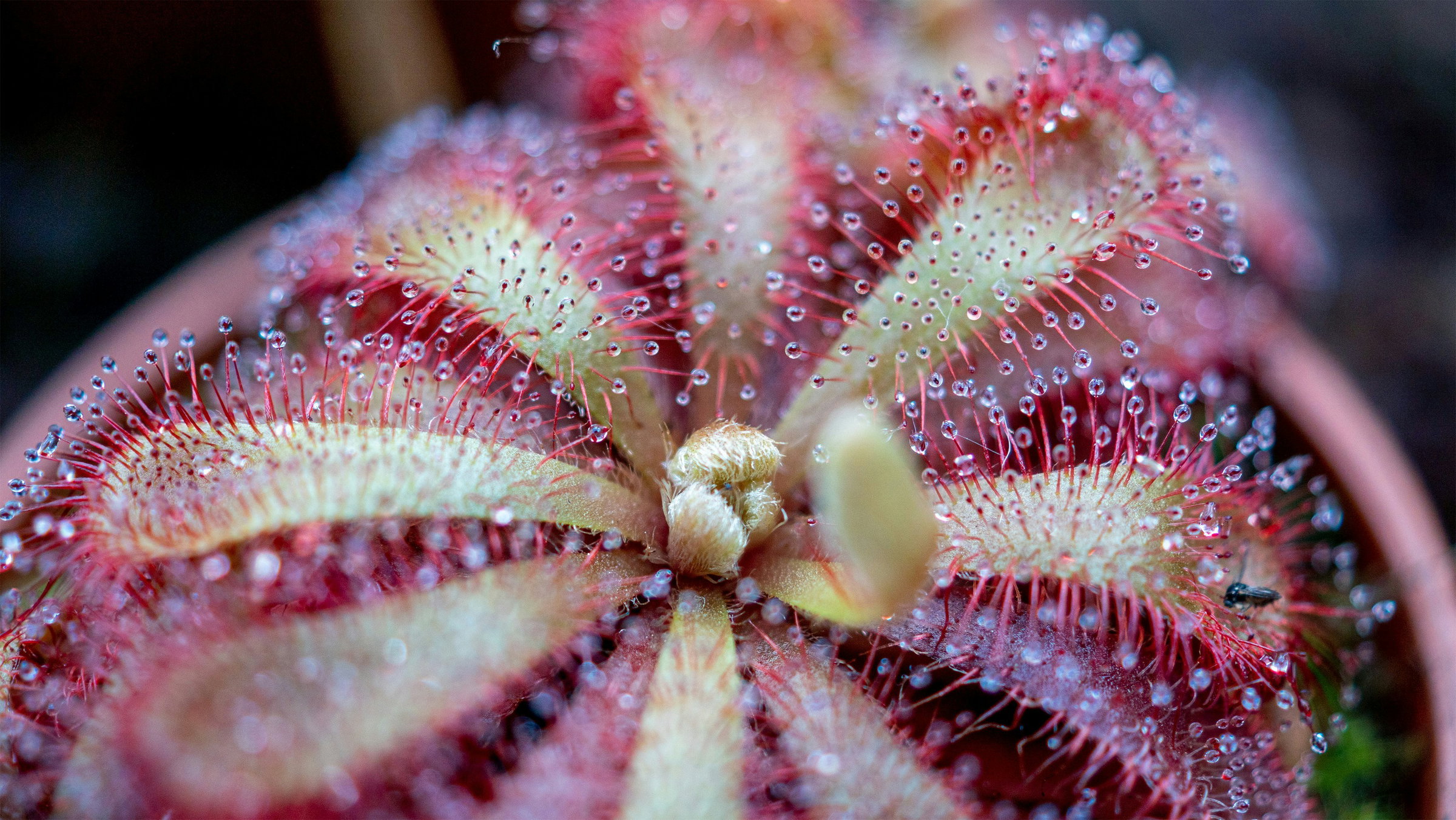 Sundew Species - A Sticky Solution