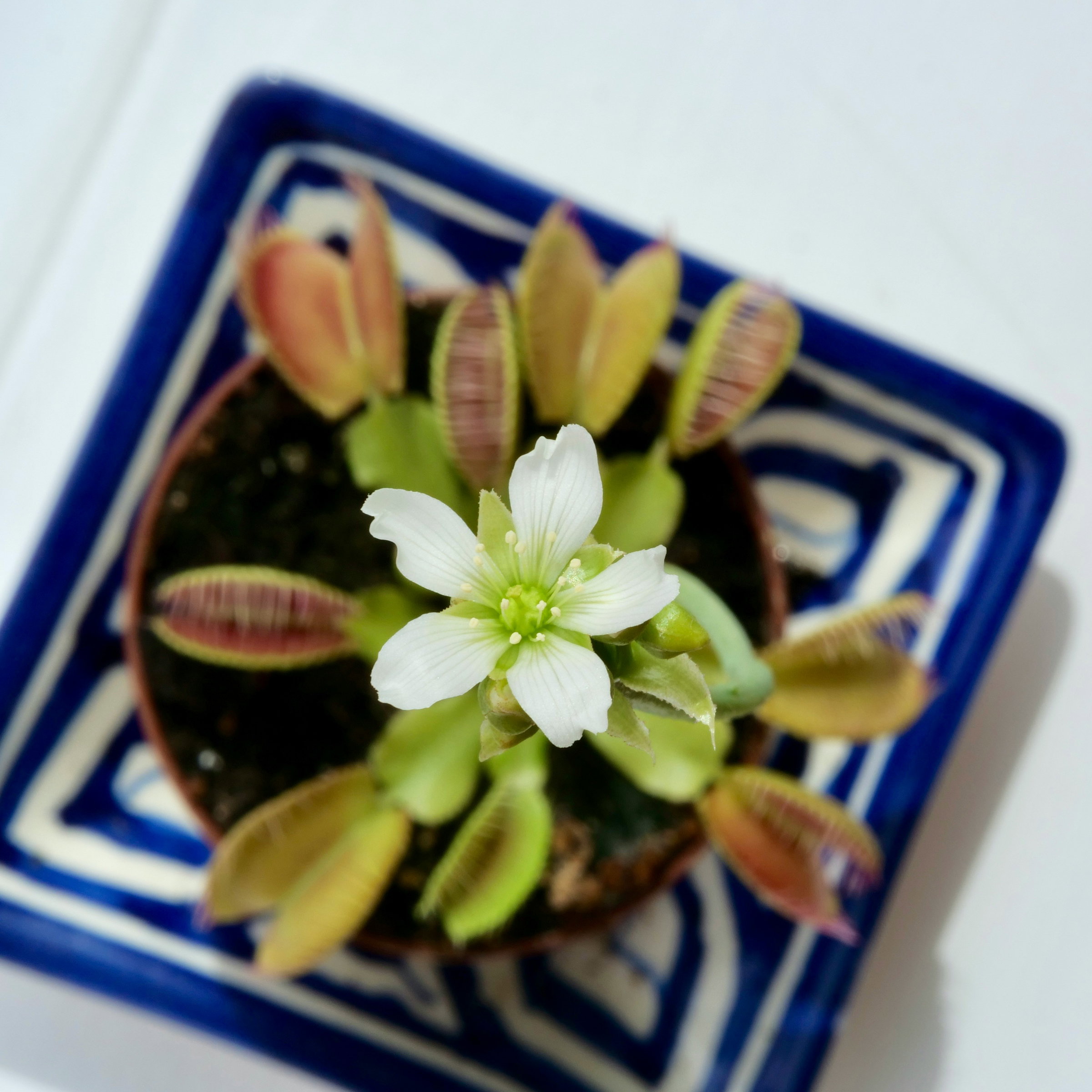 Venus flytrap