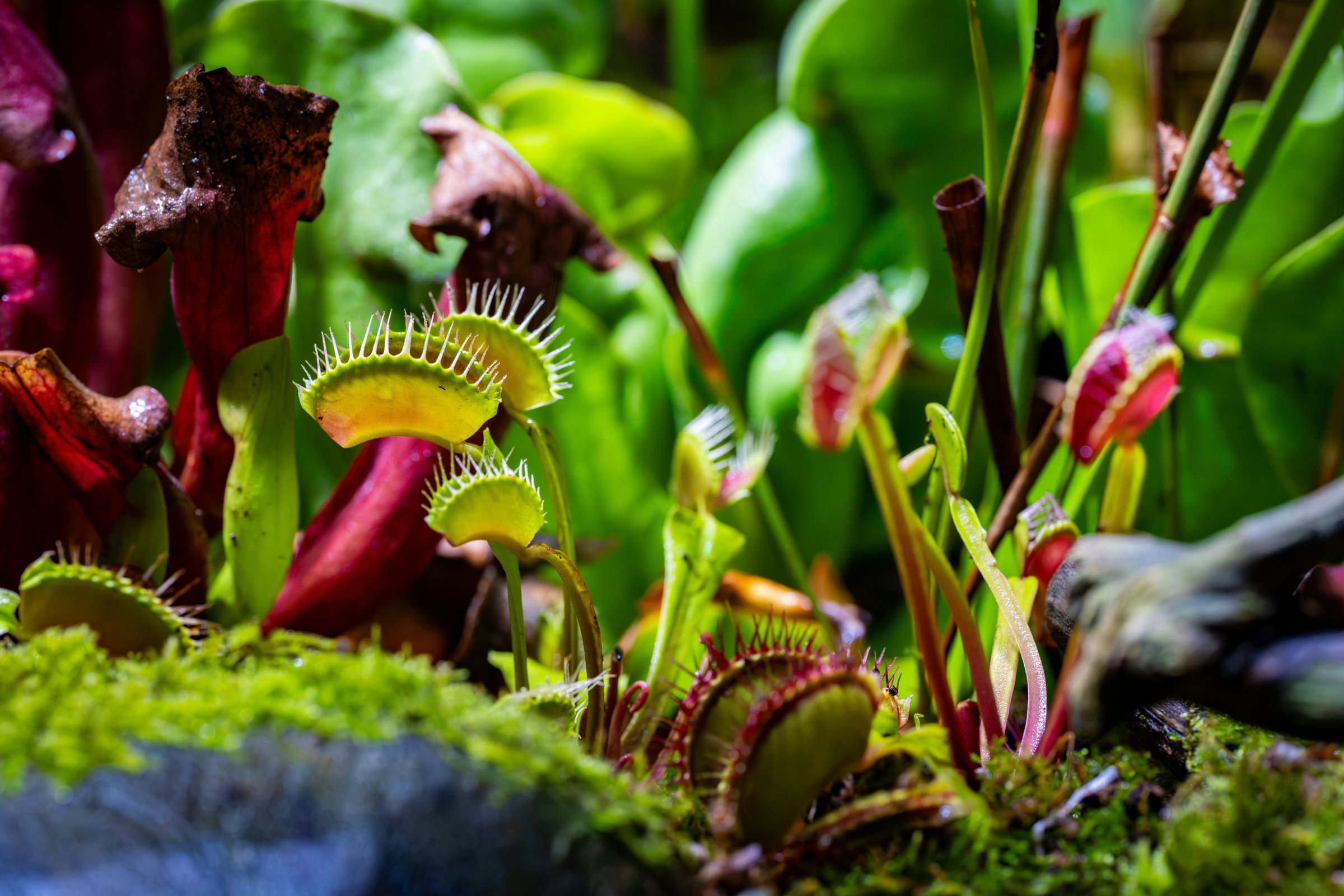 Sarracenia Pitcher