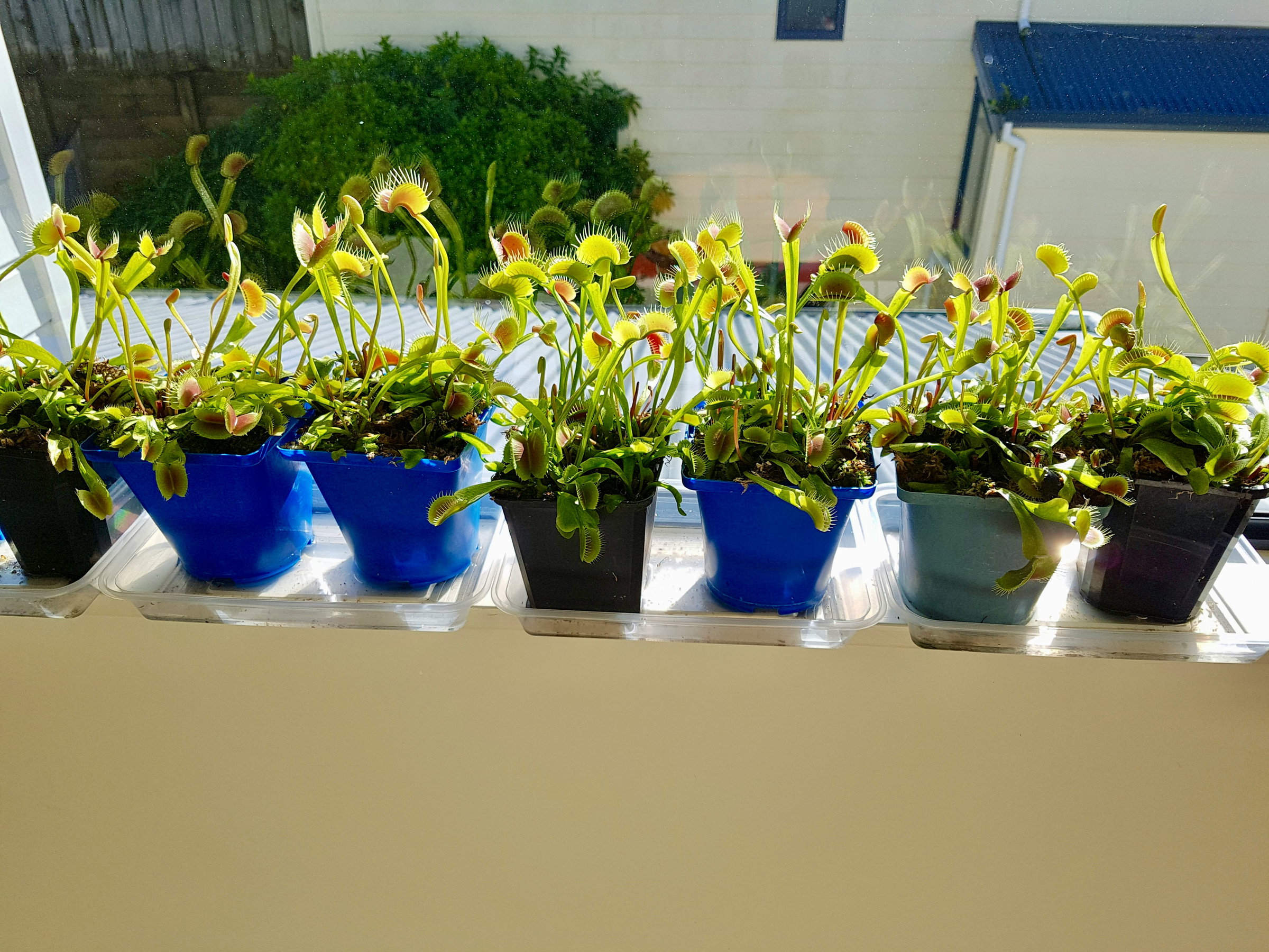 Carnivorous Plants Collection